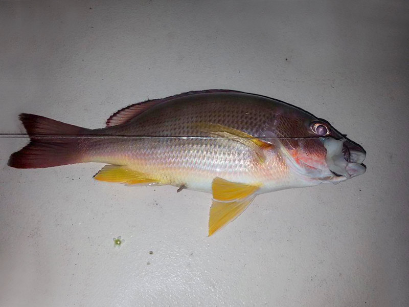 Blacktail Snapper - Toau